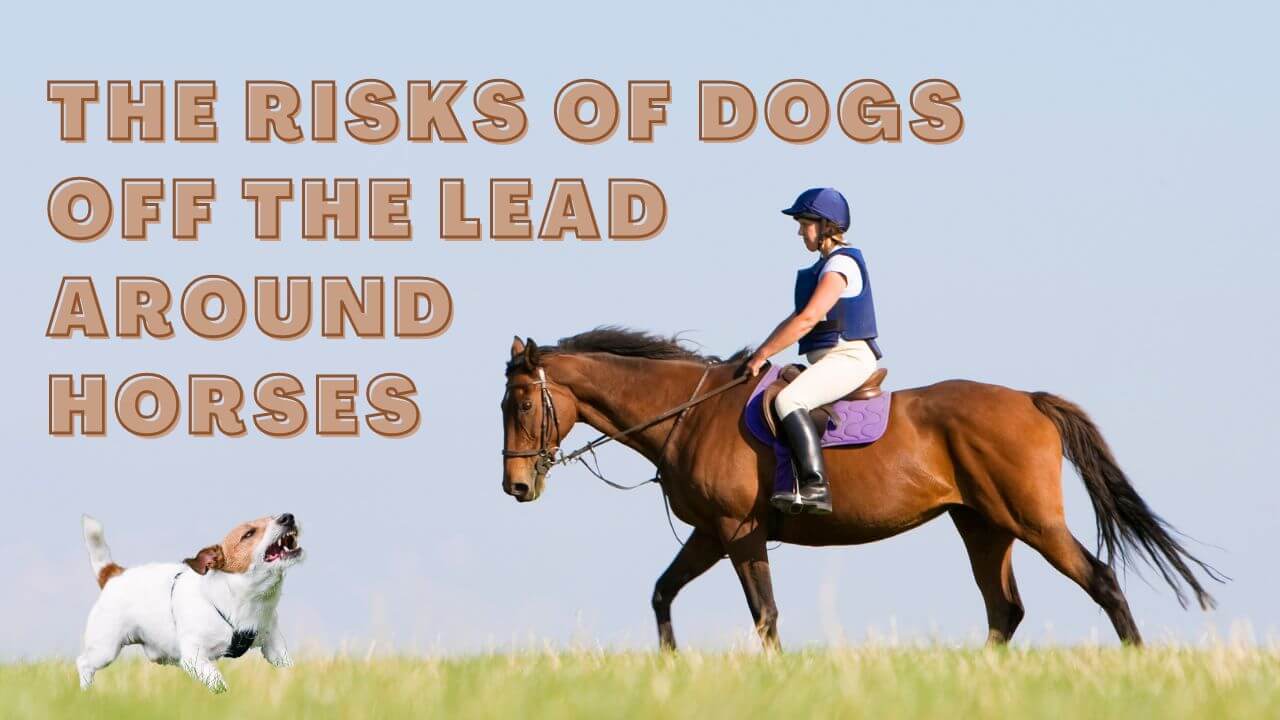 The Risks of Dogs Off the Lead Around Horses
